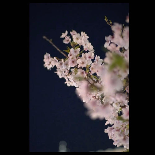 Prime Lenses Fujifilm