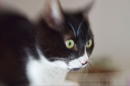 Kenkotokina Lens (Single Focus) Lensbaby Muse Pentax K