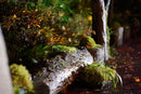 Fujifilm Prime Lenses Fujinon Xf33Mmf1.4 R Lm Wr