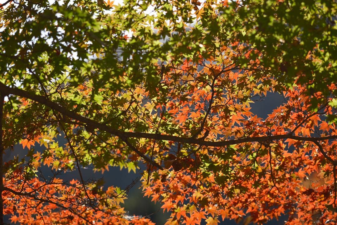 Fujifilm Prime Lenses Fujinon Xf33Mmf1.4 R Lm Wr