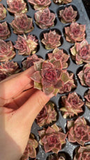 Other Succulents 105 X1009