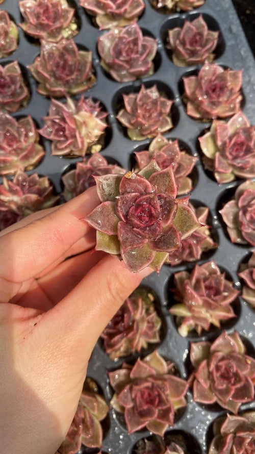 Other Succulents 105 X1009