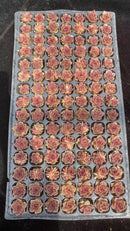 Other Succulents 105 X1009