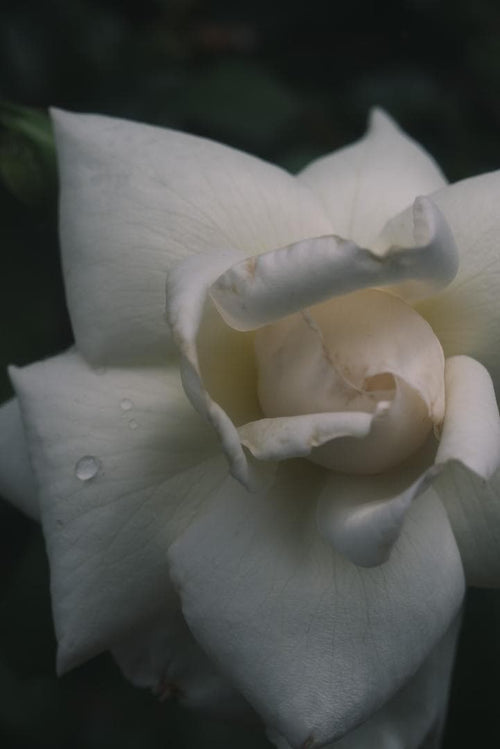 Leica Prime Lenses Summar F2