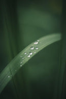 Leica Prime Lenses Summar F2