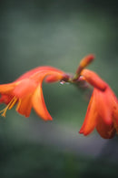 Leica Prime Lenses Summar F2