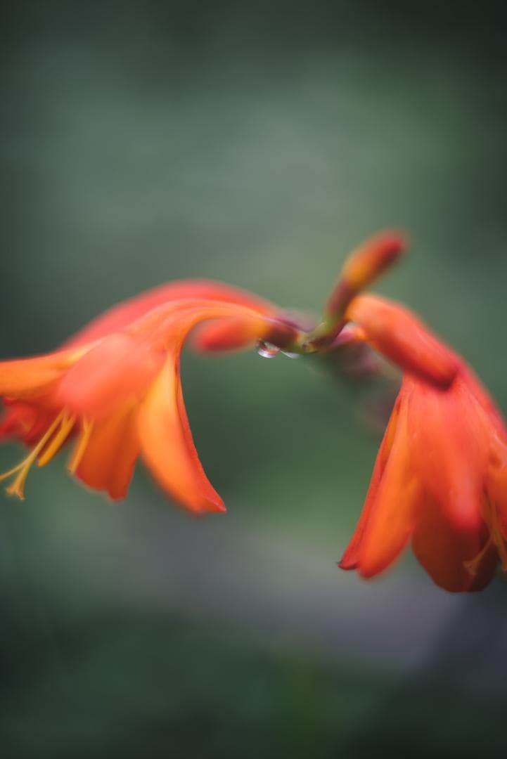 Leica Prime Lenses Summar F2