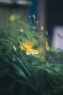 Leica Prime Lenses Summar F2
