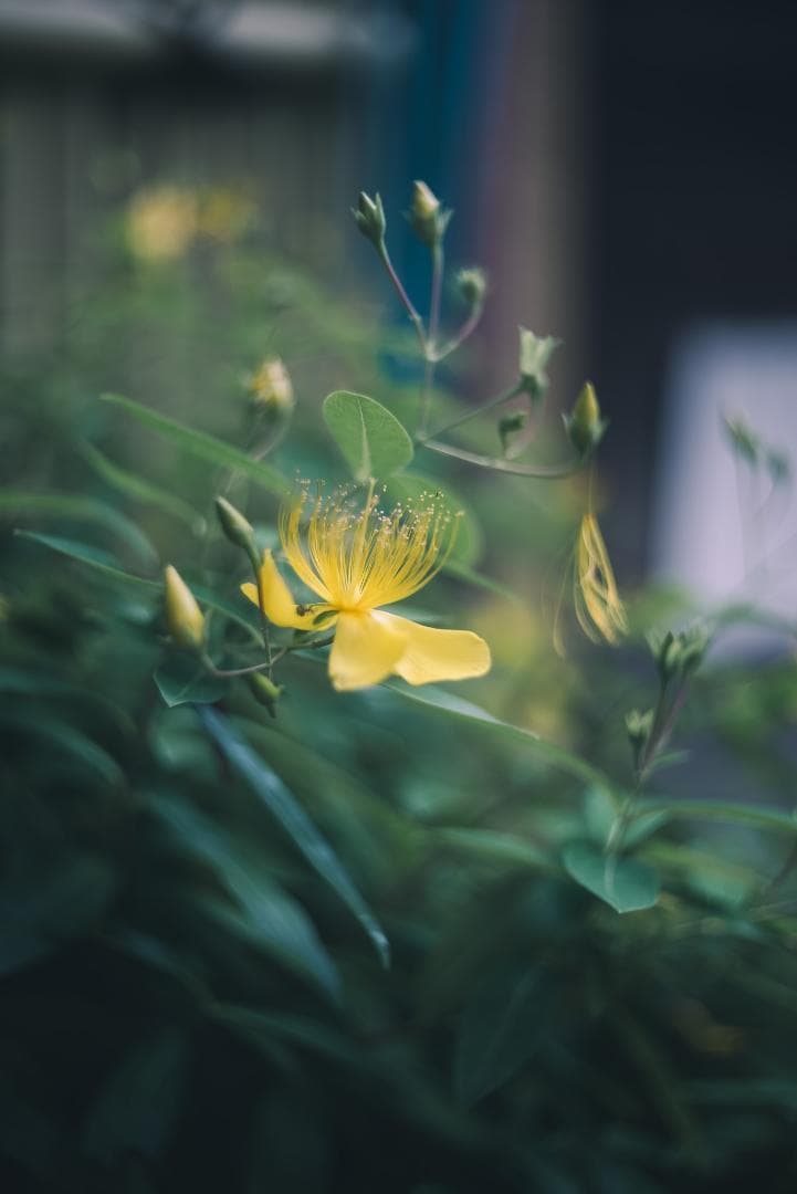 Leica Prime Lenses Summar F2