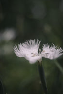 Leica Prime Lenses Summar F2
