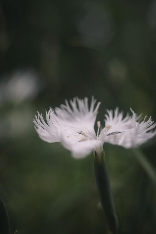 Leica Prime Lenses Summar F2