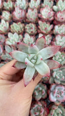 Other Succulents 128 X1002