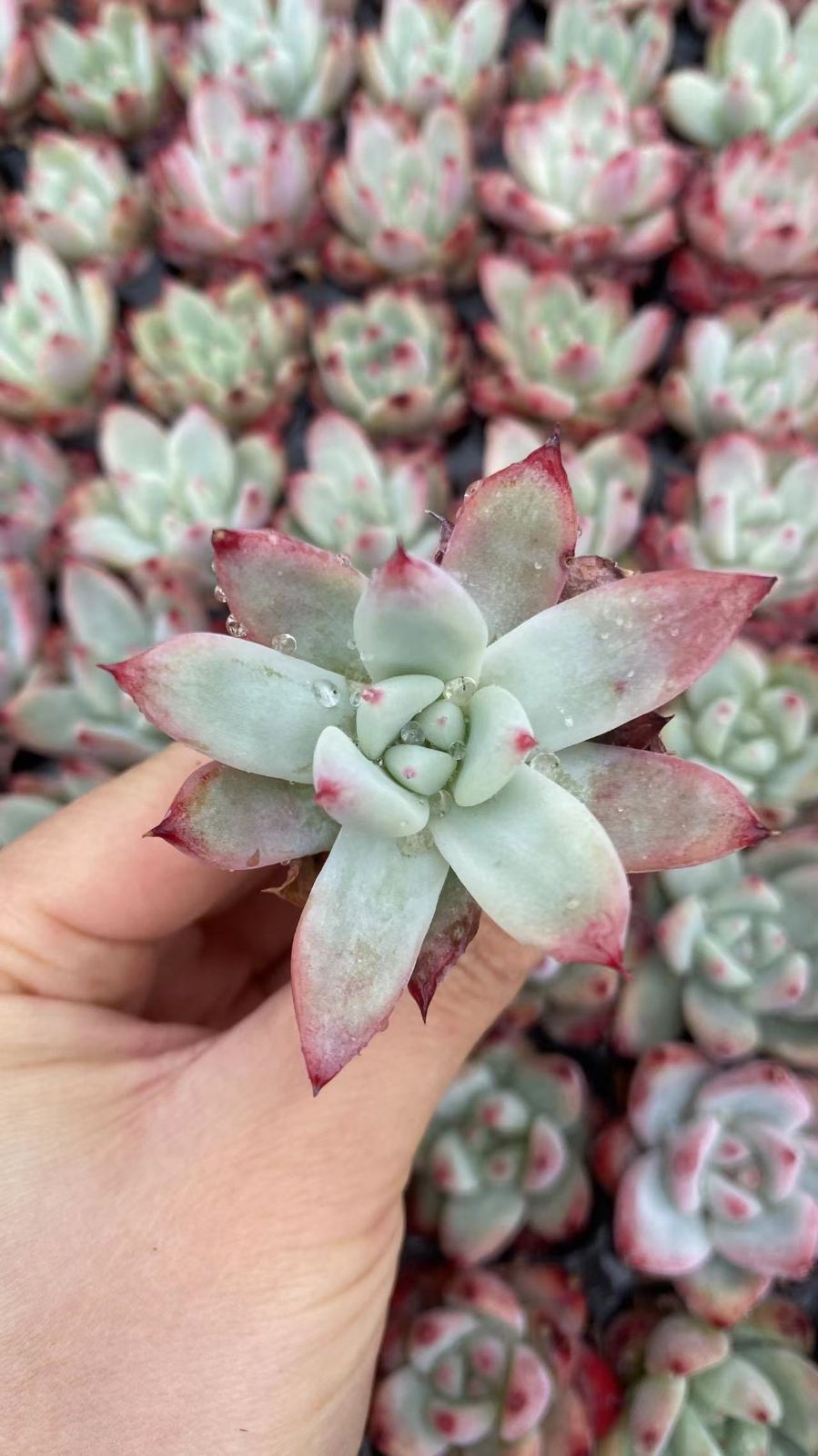 Other Succulents 128 X1002