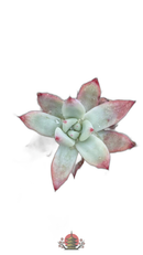 Other Succulents 128 X1002