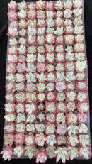 Other Succulents 128 X1002