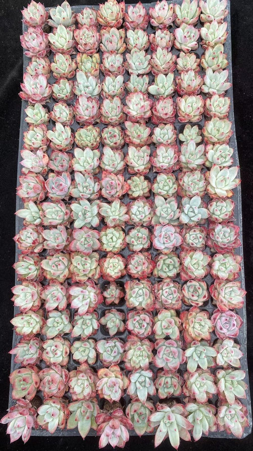 Other Succulents 128 X1002