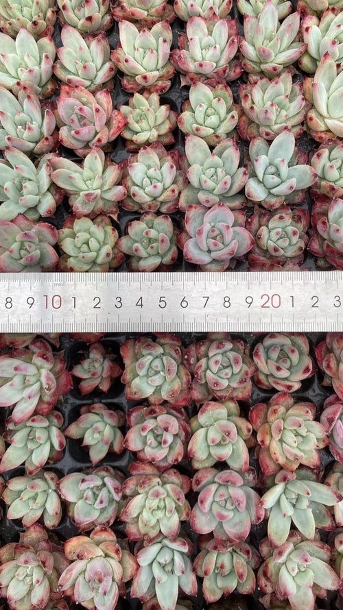 Other Succulents 128 X1002