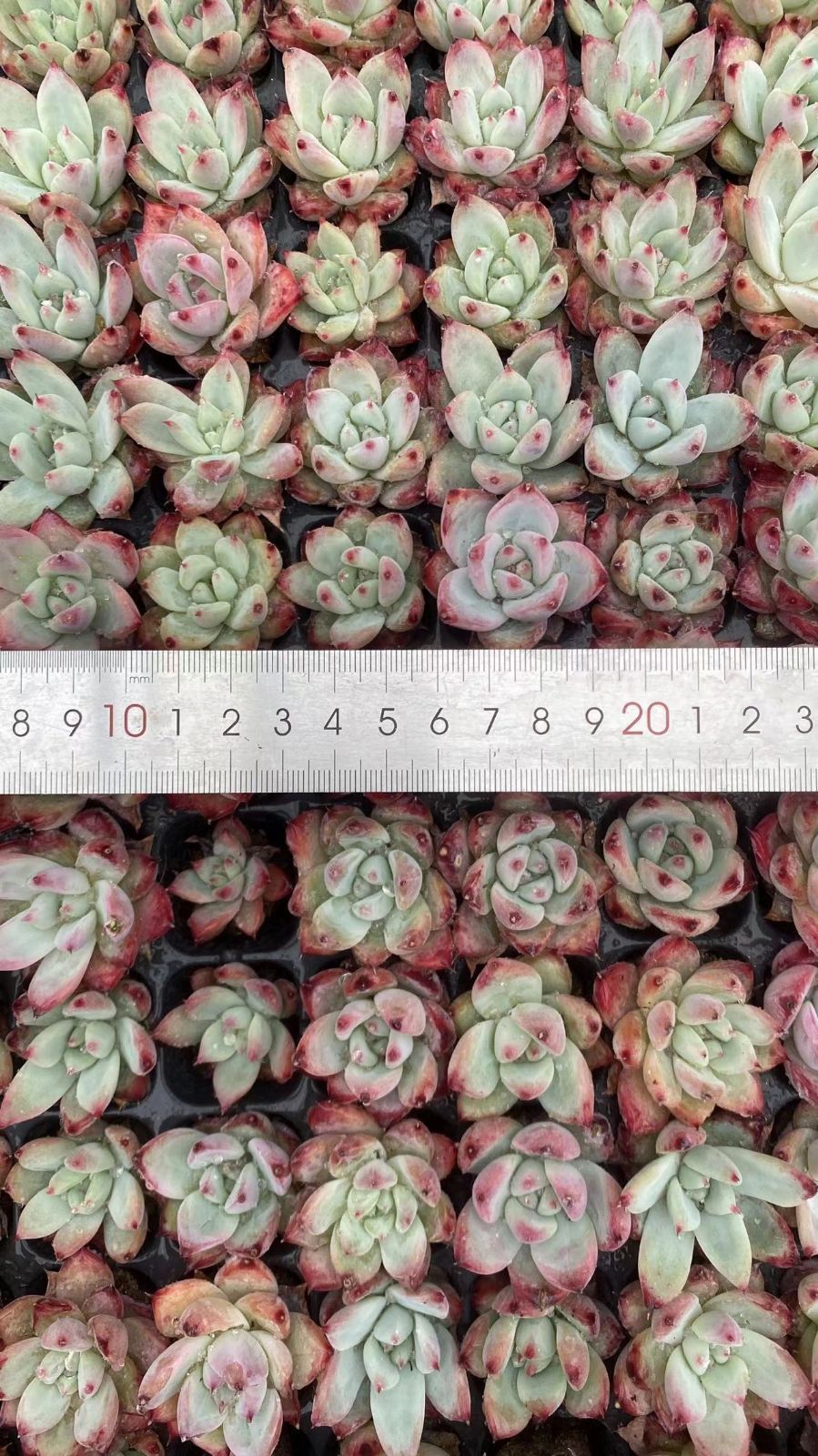 Other Succulents 128 X1002