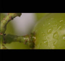 Lens (Single Focus) Fujifilm