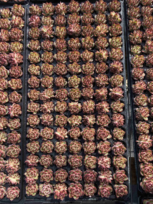 Other Succulents 105 X100