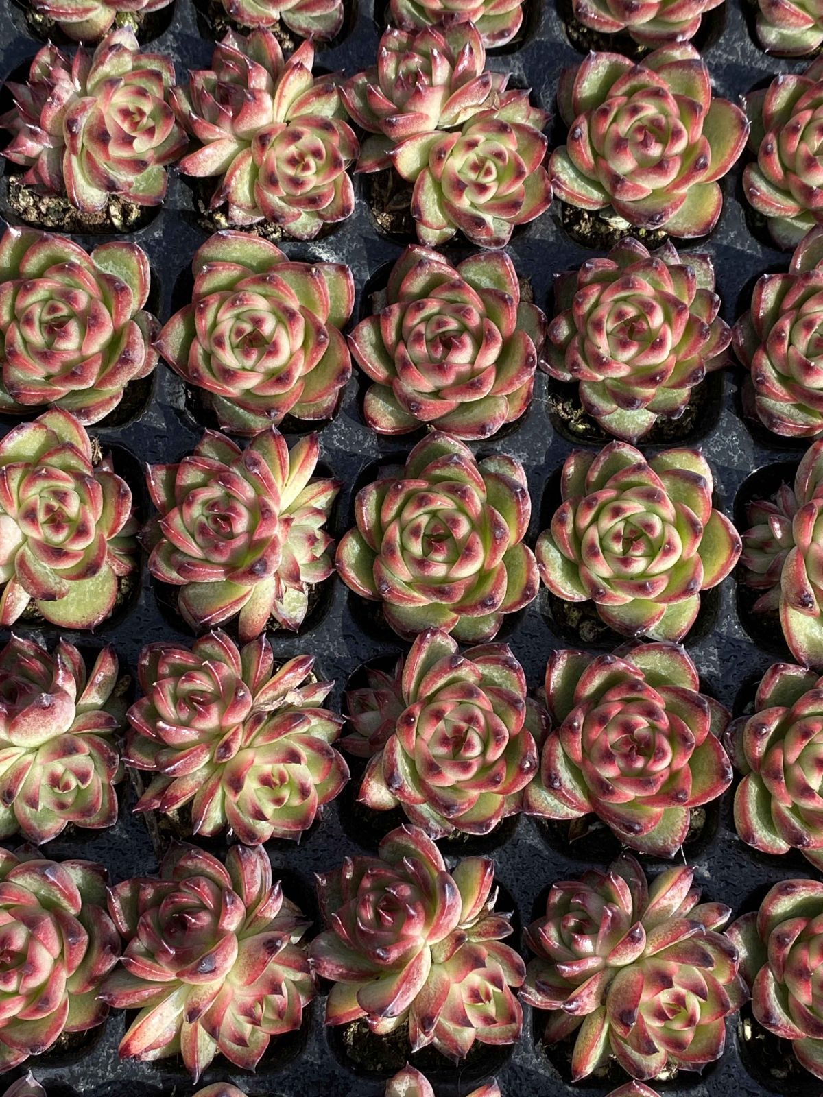 Other Succulents 105 X100