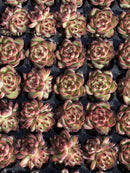 Other Succulents 105 X100