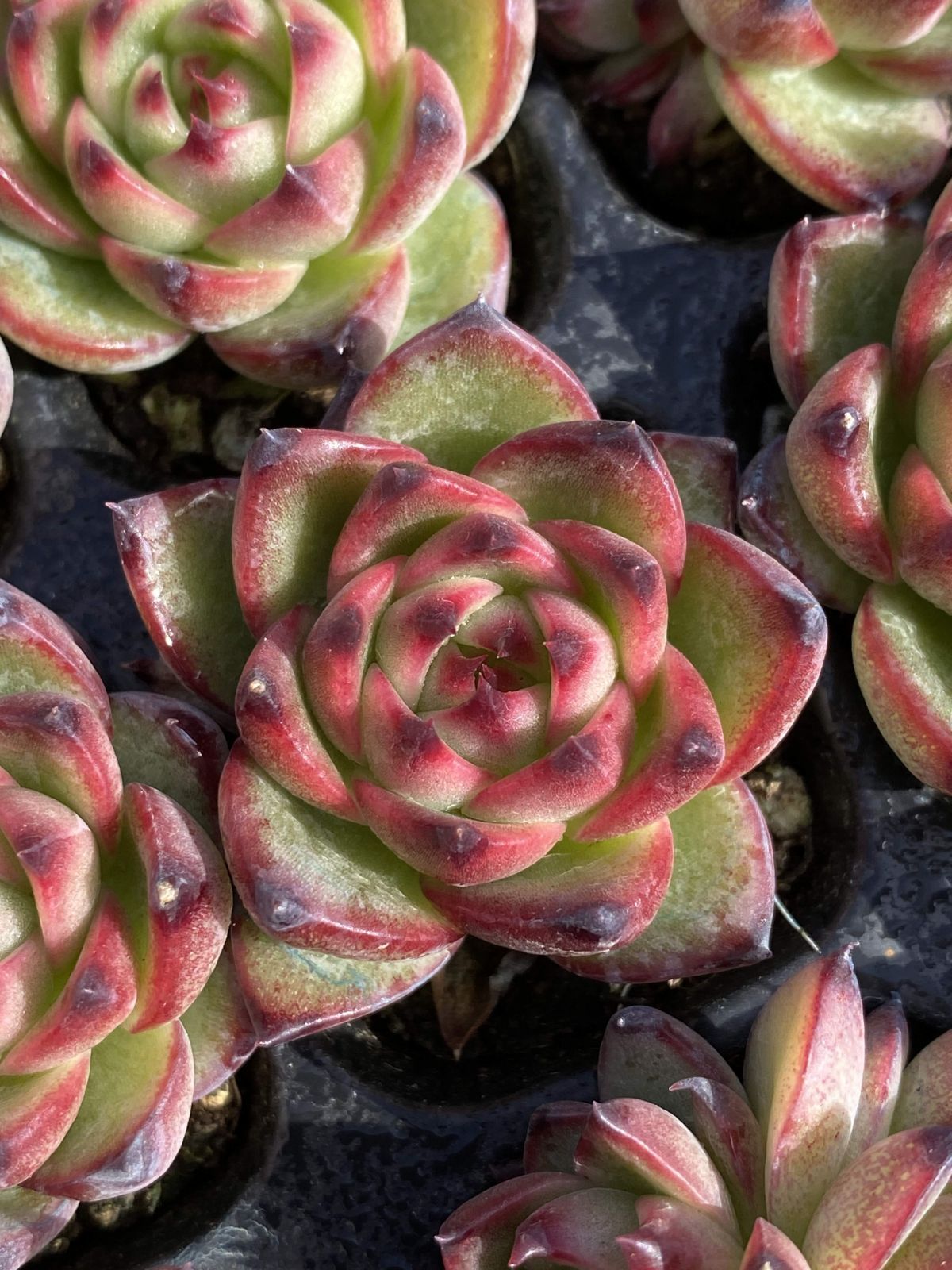 Other Succulents 105 X100