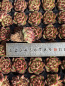 Other Succulents 105 X100