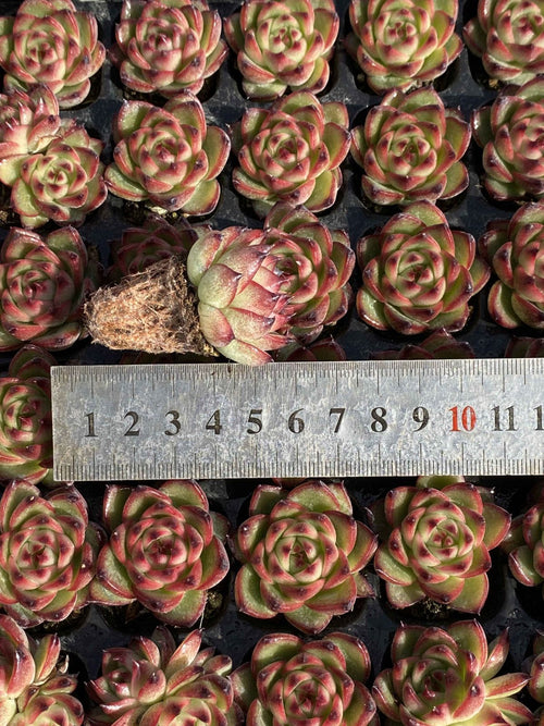 Other Succulents 105 X100