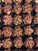 Other Succulents 105 X100