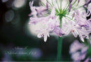 Nikon Slr Cameras (Film) F Ftn F1.4