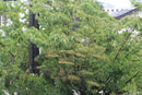 Zoom Lenses Canon Ef 75-300Mm F4-5.6 Is Usm