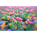 Others (Kt) Lensbaby Sweet 22 Kit L Leica Nd8