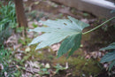 Leica Lens (Single Focus) M50Mm F2 Summicron