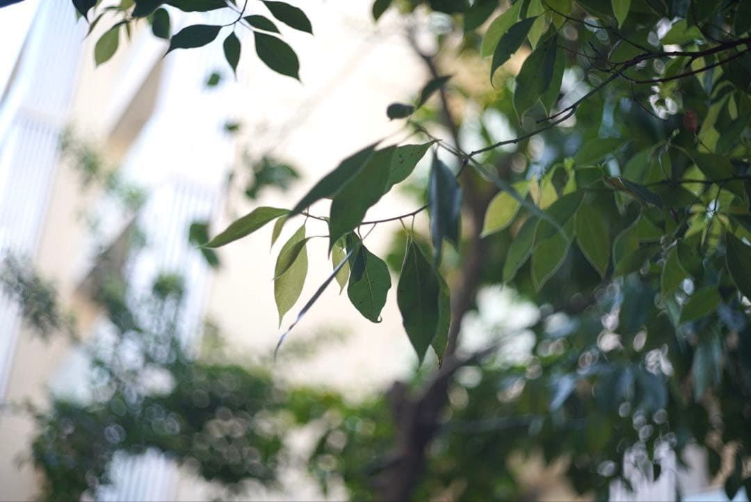 Leica Lens (Single Focus) M50Mm F2 Summicron
