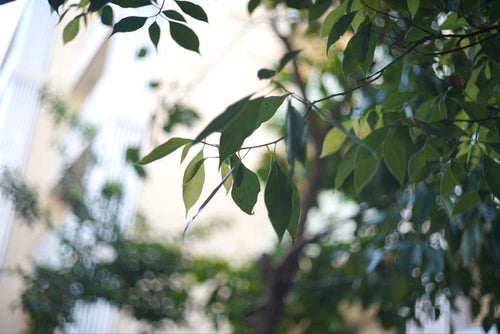 Leica Lens (Single Focus) M50Mm F2 Summicron