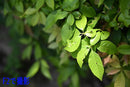 Prime Lenses Z Mf F1.1