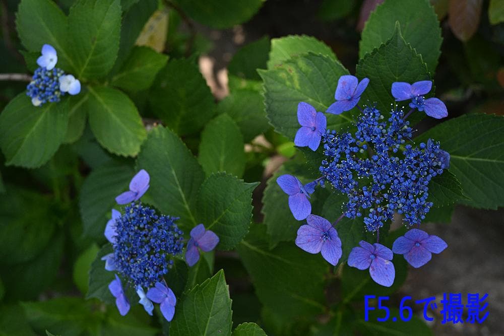 Prime Lenses Z Mf F1.1