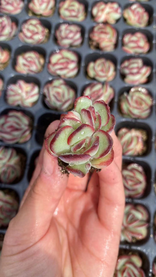 Other Succulents 128 X1008