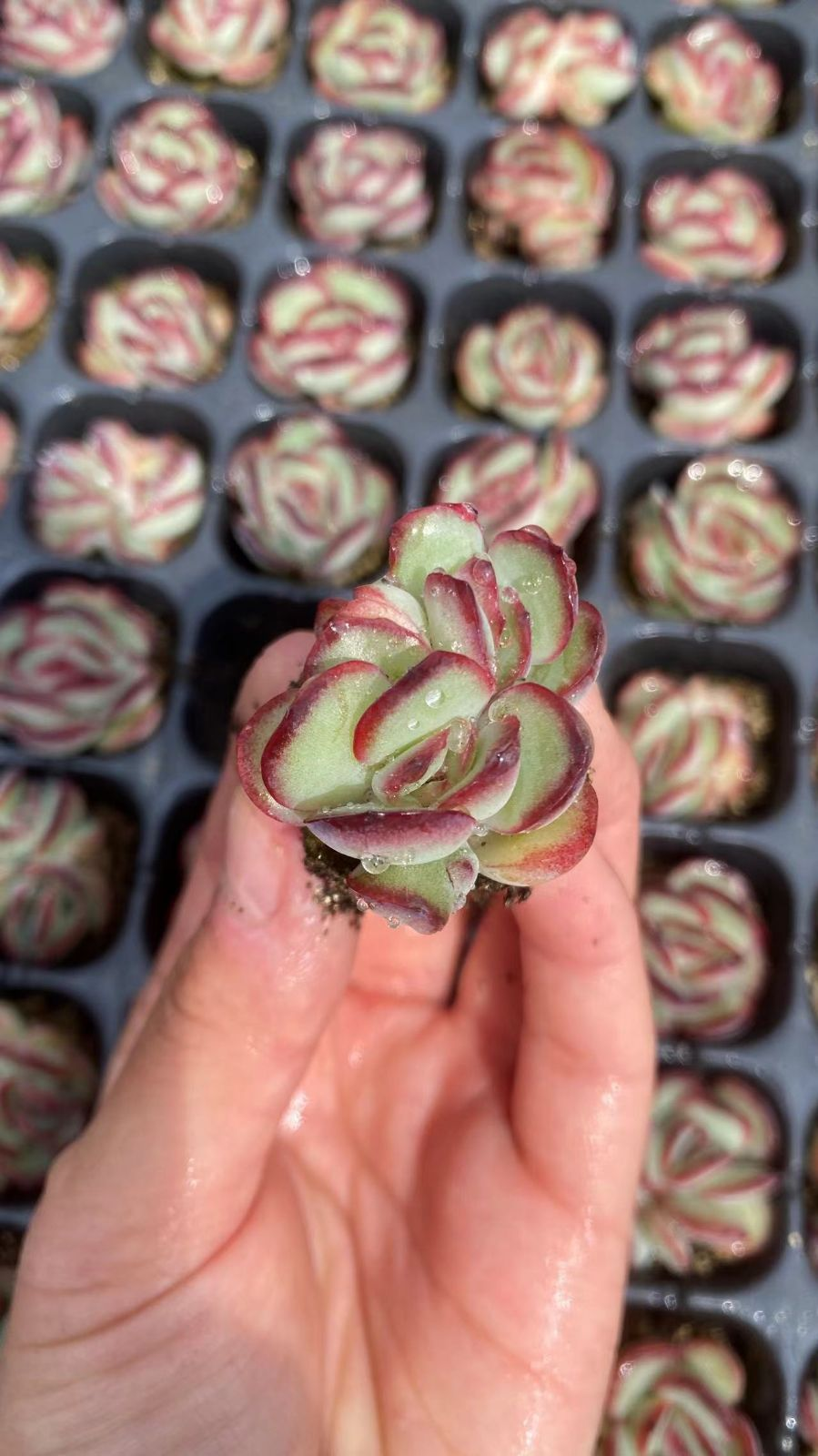 Other Succulents 128 X1008