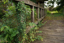 Nikon Lens (Single Focus) Nikkor-H Auto F3.5 Mpr