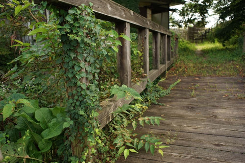 Nikon Lens (Single Focus) Nikkor-H Auto F3.5 Mpr