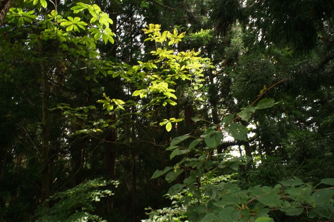 Nikon Lens (Single Focus) Nikkor-H Auto F3.5 Mpr
