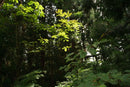 Nikon Lens (Single Focus) Nikkor-H Auto F3.5 Mpr