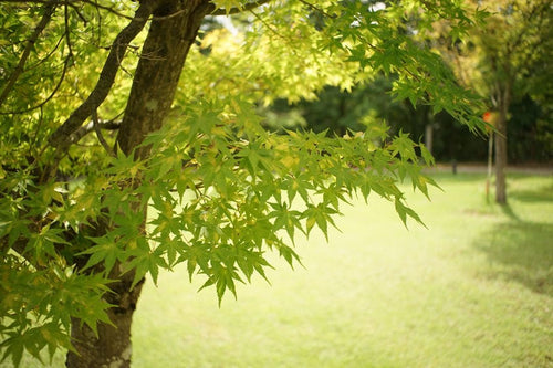 Nikon Lens (Single Focus) Nikkor-H Auto F3.5 Mpr