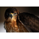 Sonstige (Tamron) 150-500 mm F/5-6.7 Di III VC VXD (Modell A057) X