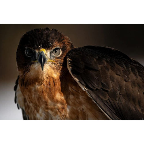 Sonstige (Tamron) 150-500 mm F/5-6.7 Di III VC VXD (Modell A057) X