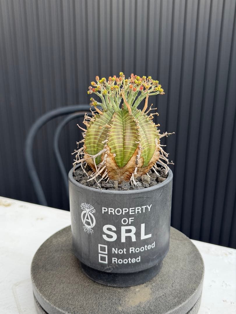 Other Succulents Srl