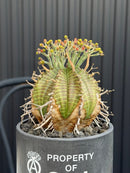 Other Succulents Srl