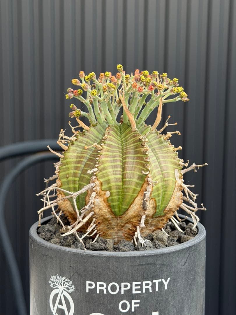 Other Succulents Srl